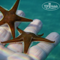 фото из отзыва ID 751148