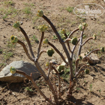 фото из отзыва ID 753903