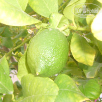 фото из отзыва ID 753069