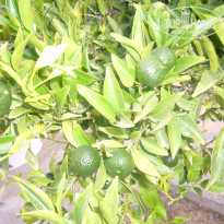 фото из отзыва ID 753069