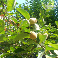 фото из отзыва ID 754442