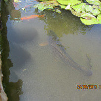 фото из отзыва ID 757531