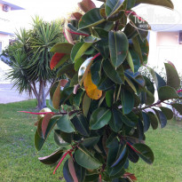 фото из отзыва ID 758676