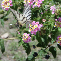 фото из отзыва ID 759121