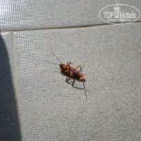 фото из отзыва ID 761337