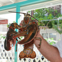 фото из отзыва ID 763750