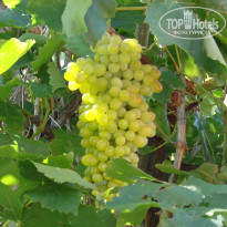 фото из отзыва ID 763596