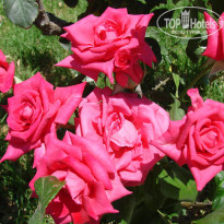 фото из отзыва ID 763596