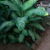 фото из отзыва ID 764138