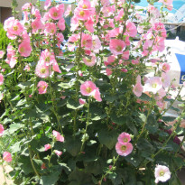 фото из отзыва ID 764437