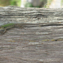 фото из отзыва ID 764744