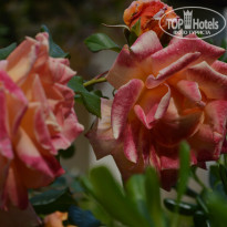 фото из отзыва ID 765478