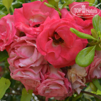 фото из отзыва ID 765478