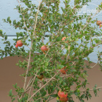 фото из отзыва ID 766384