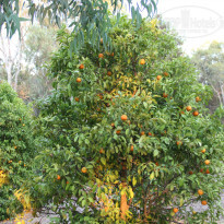 фото из отзыва ID 766615