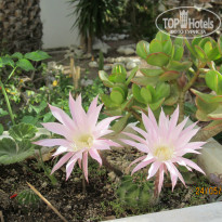 фото из отзыва ID 766771