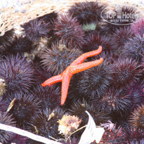 фото из отзыва ID 767443