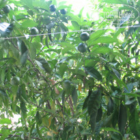 фото из отзыва ID 768312