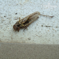 фото из отзыва ID 769557