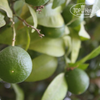 фото из отзыва ID 769971