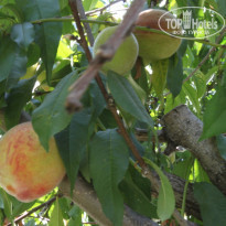 фото из отзыва ID 769971