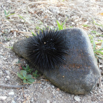 фото из отзыва ID 770130