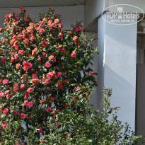 фото из отзыва ID 771008