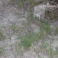 фото из отзыва ID 771140