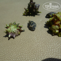 фото из отзыва ID 771490