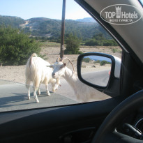 фото из отзыва ID 772493