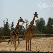 фото из отзыва ID 774748