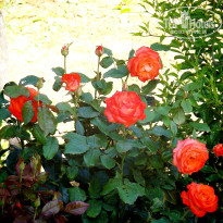 фото из отзыва ID 775263