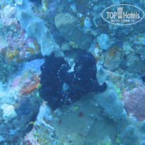 фото из отзыва ID 776946