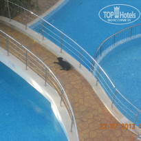 фото из отзыва ID 779778