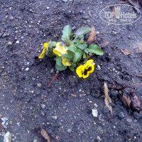 фото из отзыва ID 779901