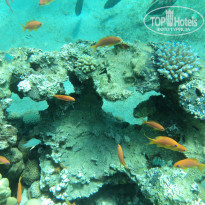 фото из отзыва ID 780309