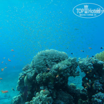 фото из отзыва ID 780309