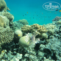 фото из отзыва ID 782109