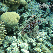 фото из отзыва ID 782109