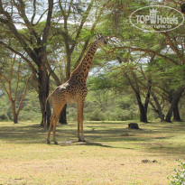 фото из отзыва ID 784433