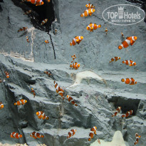 фото из отзыва ID 784126