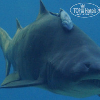 фото из отзыва ID 785396