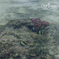 фото из отзыва ID 785521