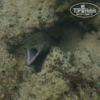 фото из отзыва ID 785521