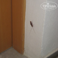 фото из отзыва ID 787070