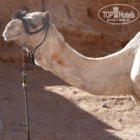 фото из отзыва ID 787242