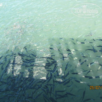 фото из отзыва ID 788477