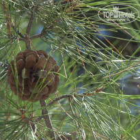 фото из отзыва ID 790843