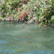 фото из отзыва ID 791609