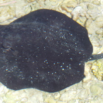 фото из отзыва ID 791387